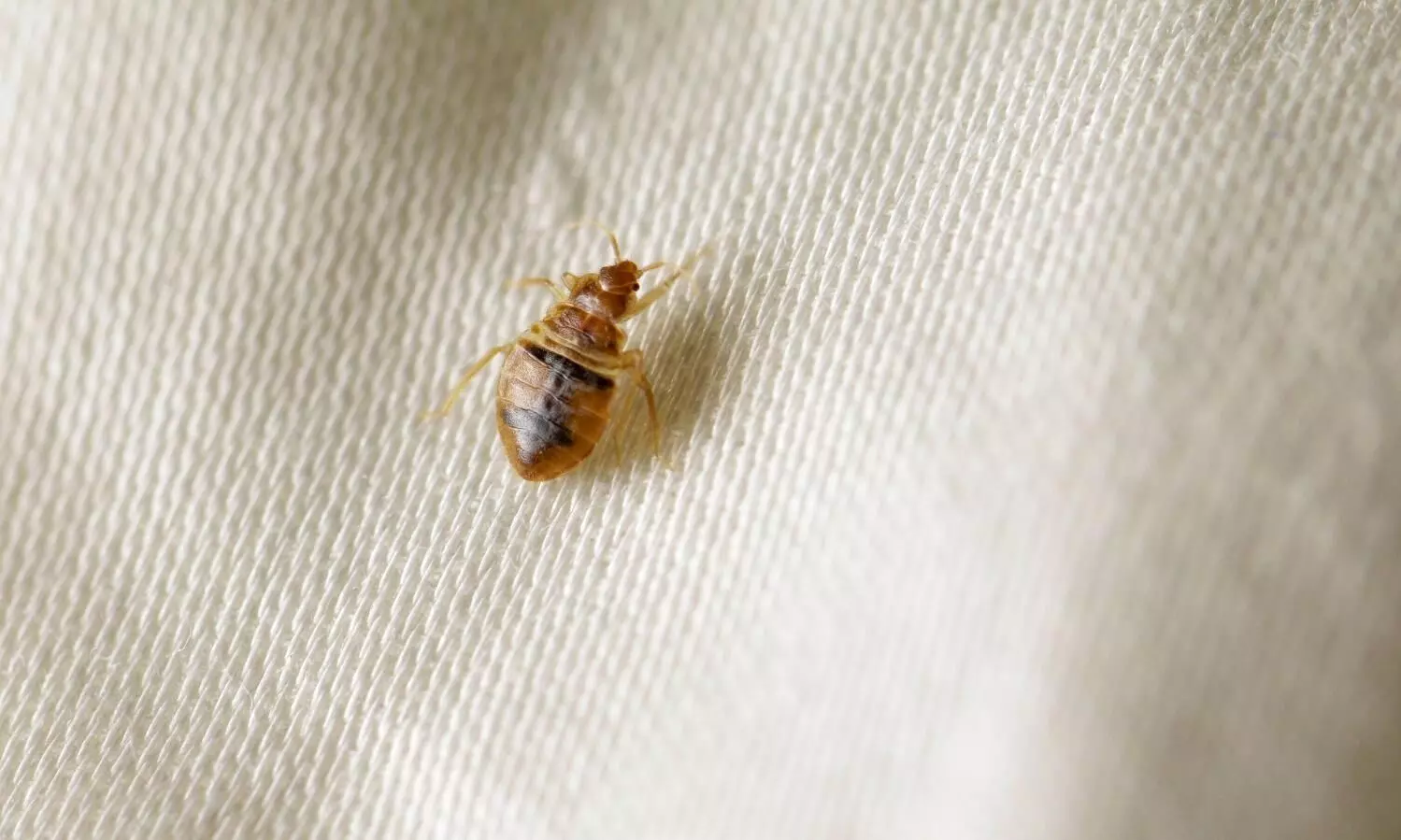 Massive bedbug outbreak reported across Paris stoking fears