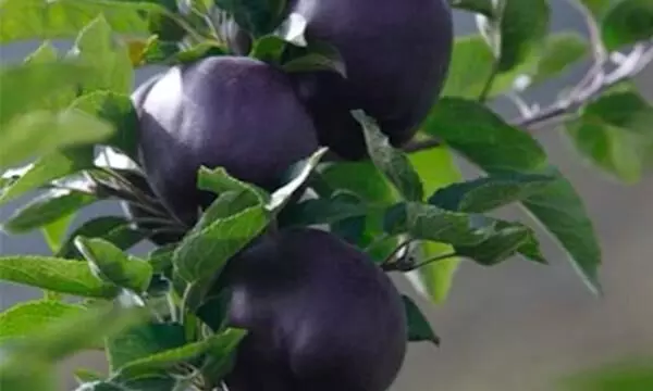 What makes the Black Diamond Apple achieve a status worth its weight in gold
