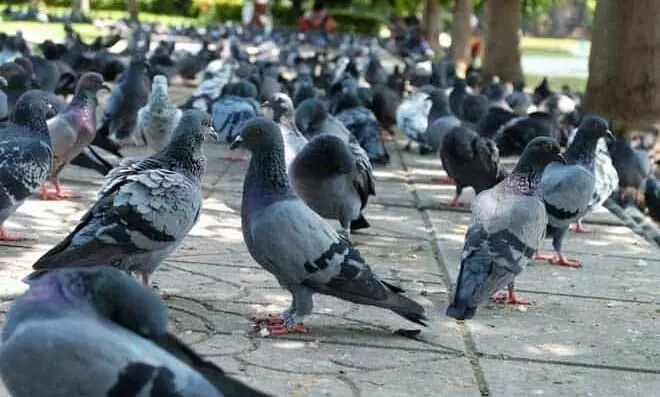 ‘It’s up to the pigeons to avoid cars,’ driver arrested for driving over pigeon in Japan