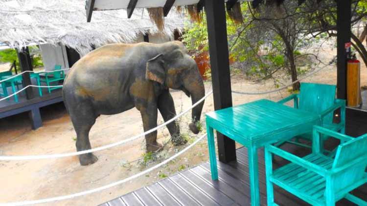 Central Zoo Authority for ban on elephants in circuses