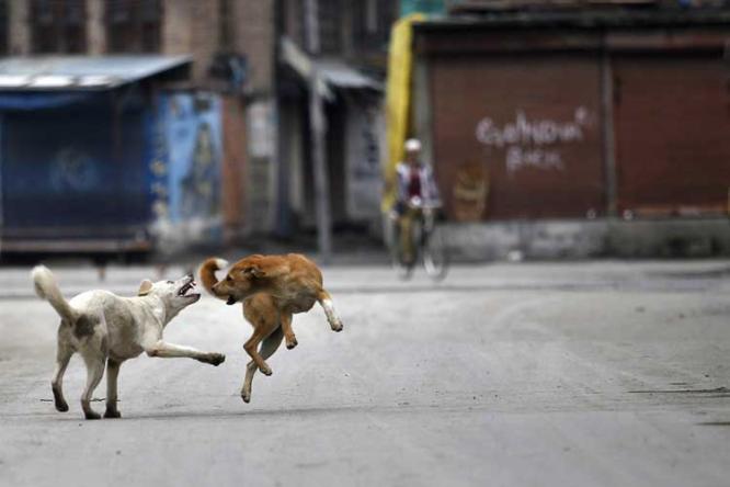 Sterilise, vaccinate stray dogs as per law: SC